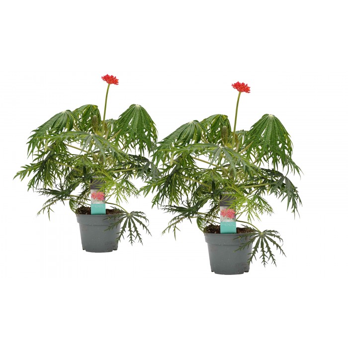 DeBlock 2 stuks Jatropha Multifida - 35 cm DeBlock 2 stuks Jatropha Multifida - 35 cm