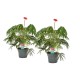 DeBlock 2 stuks Jatropha Multifida - 35 cm DeBlock 2 stuks Jatropha Multifida - 35 cm