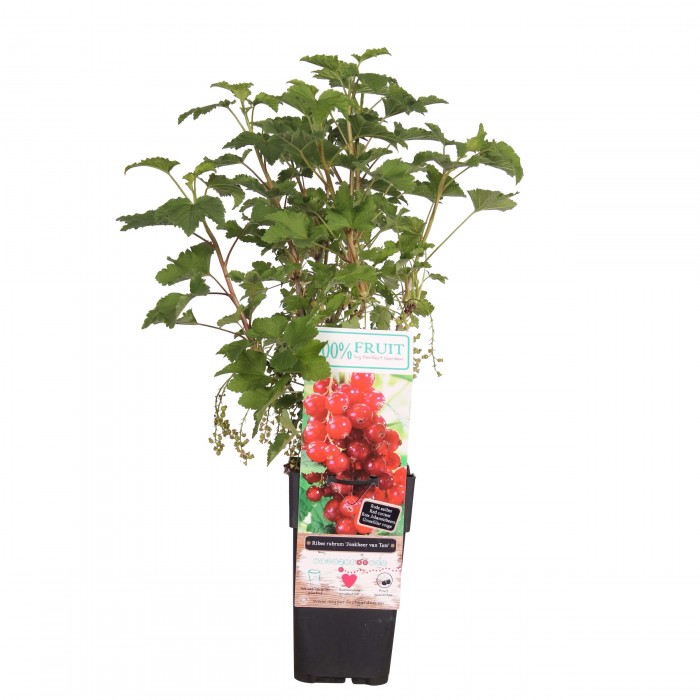 DeBlock Aalbes Jonkheer van Tets - 55 cm DeBlock Aalbes Jonkheer van Tets - 55 cm