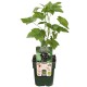 DeBlock Aalbes Ribes Nigrum Ben Nevis Bio Tasty Green - 55 cm DeBlock Aalbes Ribes Nigrum Ben Nevis Bio Tasty Green - 55 cm