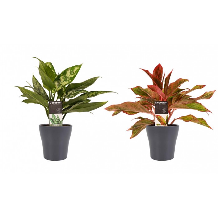 DeBlock Aglaonema Maria en Aglaonema Crete - 2 stuks met grijze sierpotten - 25 cm DeBlock Aglaonema Maria en Aglaonema Crete - 2 stuks met grijze sierpotten - 25 cm