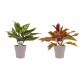 DeBlock Aglaonema Maria en Aglaonema Crete - 2 stuks met licht grijze sierpotten - 25 cm DeBlock Aglaonema Maria en Aglaonema Crete - 2 stuks met licht grijze sierpotten - 25 cm