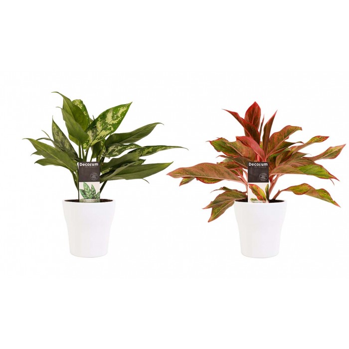 DeBlock Aglaonema Maria en Aglaonema Crete - 2 stuks met witte sierpotten - 25 cm DeBlock Aglaonema Maria en Aglaonema Crete - 2 stuks met witte sierpotten - 25 cm