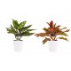 DeBlock Aglaonema Maria en Aglaonema Crete - 2 stuks met witte sierpotten - 25 cm DeBlock Aglaonema Maria en Aglaonema Crete - 2 stuks met witte sierpotten - 25 cm