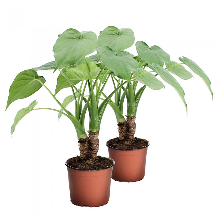 DeBlock Alocasia Cucullata op stam - 2 stuks 40 cm DeBlock Alocasia Cucullata op stam - 2 stuks 40 cm