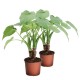 DeBlock Alocasia Cucullata op stam - 2 stuks 40 cm DeBlock Alocasia Cucullata op stam - 2 stuks 40 cm