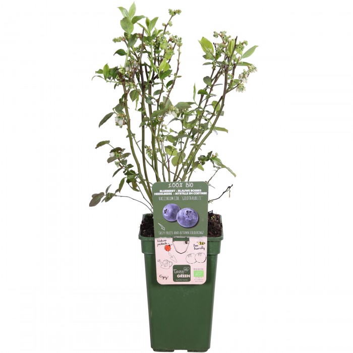 DeBlock Amerikaanse bosbes Tasty Green - 55 cm DeBlock Amerikaanse bosbes Tasty Green - 55 cm