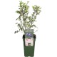 DeBlock Amerikaanse bosbes Tasty Green - 55 cm DeBlock Amerikaanse bosbes Tasty Green - 55 cm