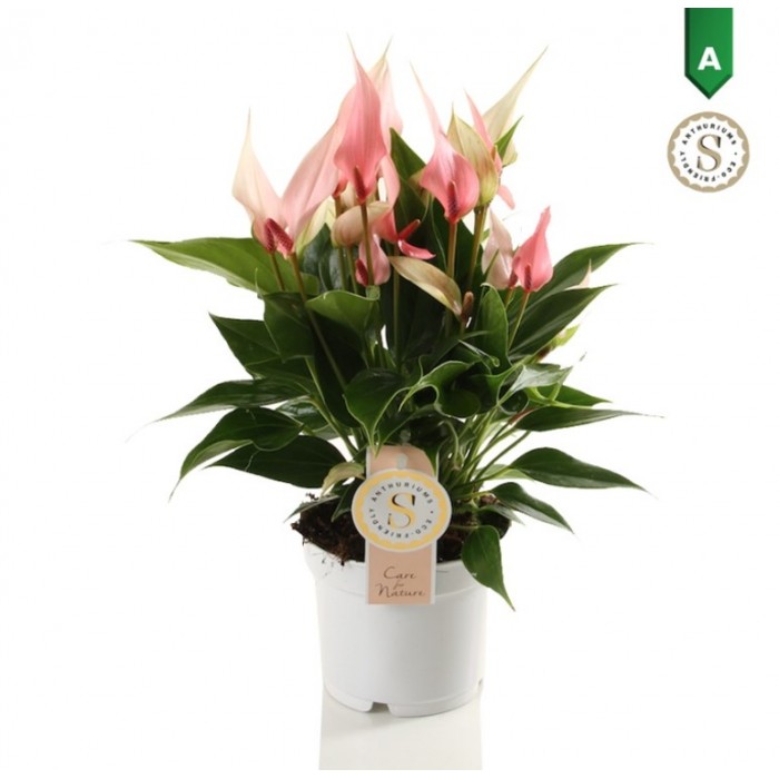 DeBlock Anthurium Lilli zachtroze 40 cm DeBlock Anthurium Lilli zachtroze 40 cm