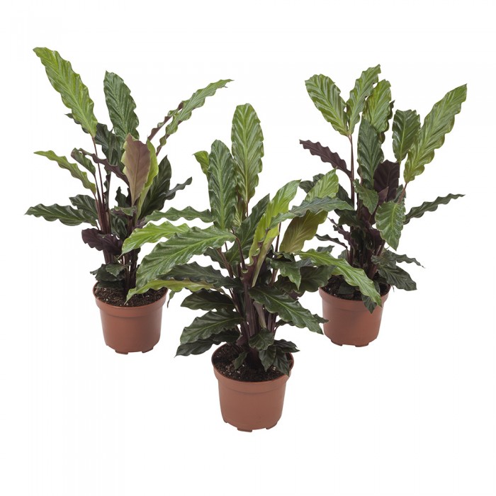 DeBlock Calathea Rufibarba - 3 stuks 30 cm DeBlock Calathea Rufibarba - 3 stuks 30 cm
