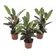 DeBlock Calathea Rufibarba - 3 stuks 30 cm DeBlock Calathea Rufibarba - 3 stuks 30 cm