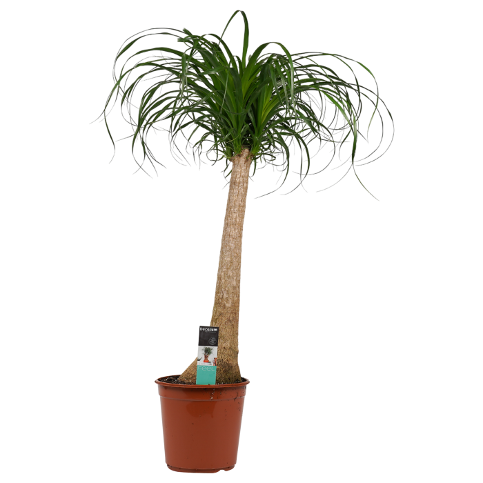 DeBlock Decorum Beaucarnea Recht 90 cm DeBlock Decorum Beaucarnea Recht 90 cm