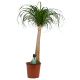 DeBlock Decorum Beaucarnea Recht 90 cm DeBlock Decorum Beaucarnea Recht 90 cm