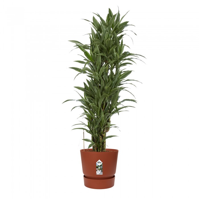 DeBlock Dracaena Warneckei in Elho Greenville pot rood - 120 cm DeBlock Dracaena Warneckei in Elho Greenville pot rood - 120 cm