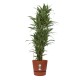 DeBlock Dracaena Warneckei in Elho Greenville pot rood - 120 cm DeBlock Dracaena Warneckei in Elho Greenville pot rood - 120 cm