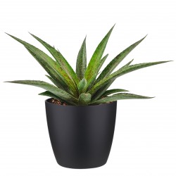 Mangave Pineapple Express in ELHO Brussels Round (zwart)